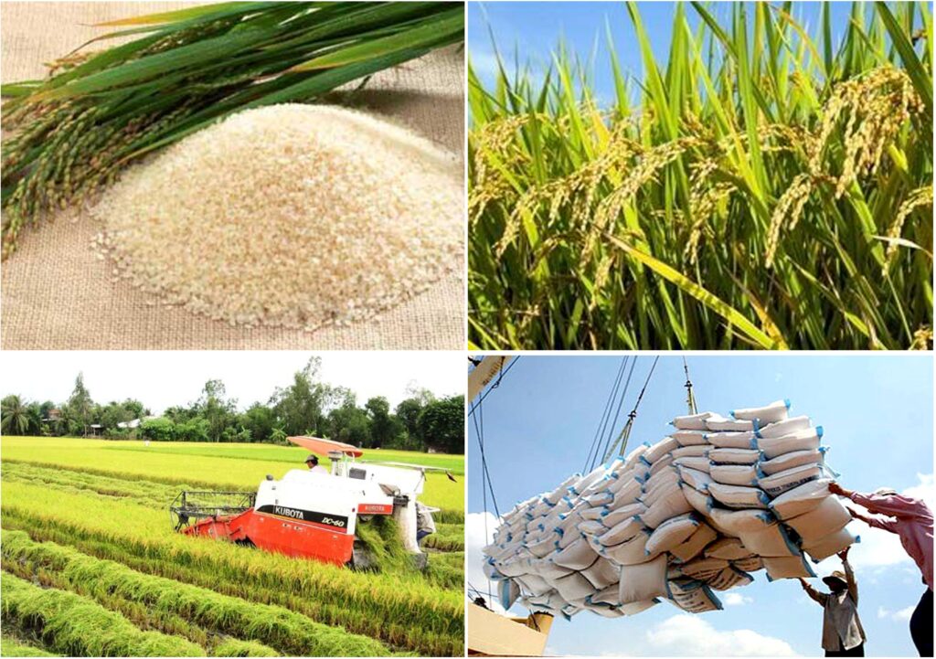 Bước tiến mới mở ra hi vọng cho thị trường gạo xuất khẩu của Việt Nam