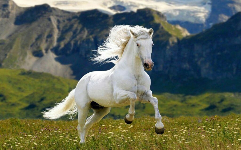 Ý nghĩa của biểu tượng ngựa trắng phong thủy trong ngôi nhà bạn